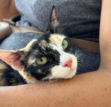 Previenen a ciudadanos por posible rabia en mascotas