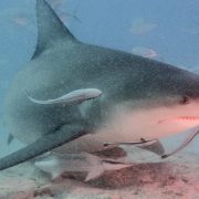 Confirman presencia de Tiburón por Playa Bahamita