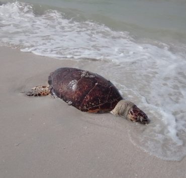 Saquean nido de tortuga carey y luego la matan