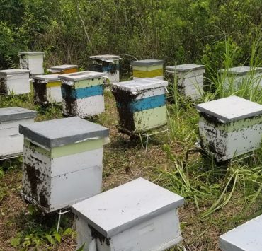 Cambio climático afecta producción de miel