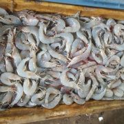 Pescadores están acabando con el camarón