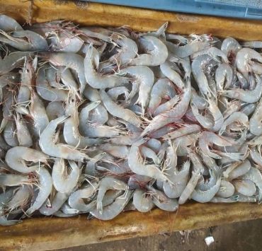 Pescadores están acabando con el camarón