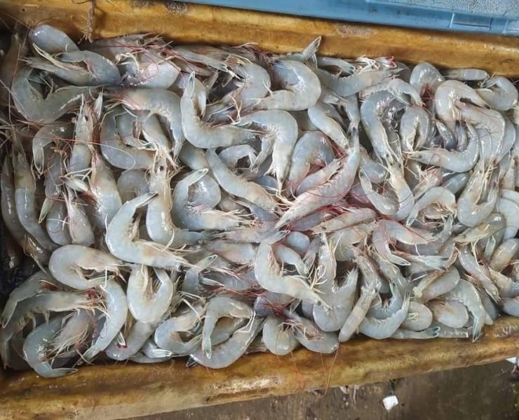 Pescadores están acabando con el camarón