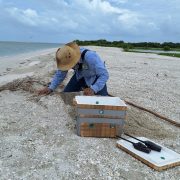 Campamento Isla Matamoros lleva un registro de 130 nidos de tortugas