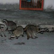Los humanos son los que han invadido el hábitat de la fauna silvestre
