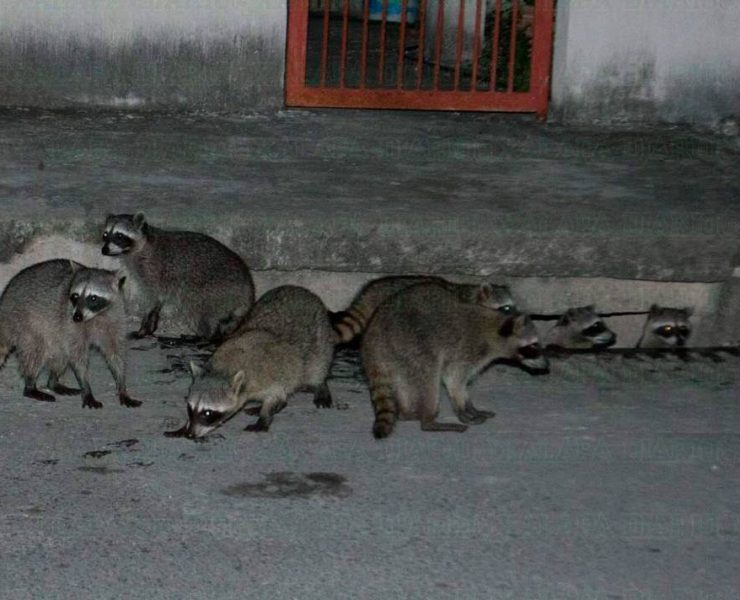 Los humanos son los que han invadido el hábitat de la fauna silvestre