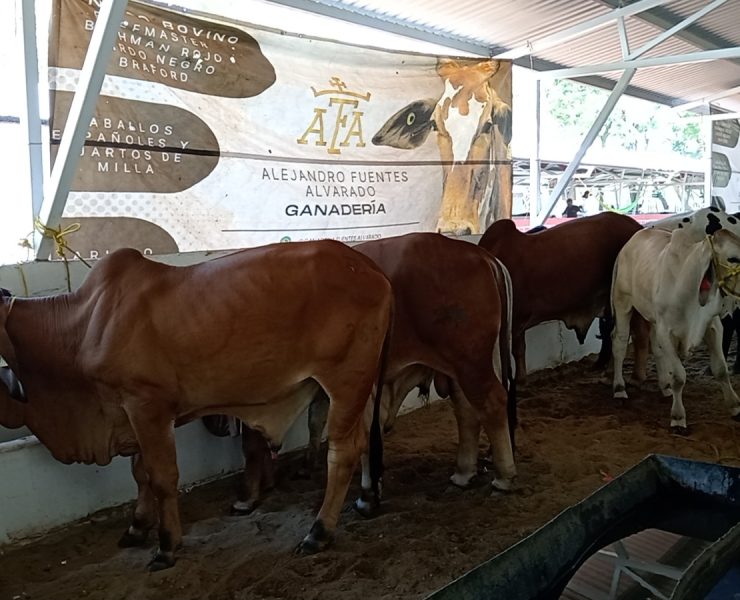 Municipio de Carmen participa en la inseminación artificial de ganado
