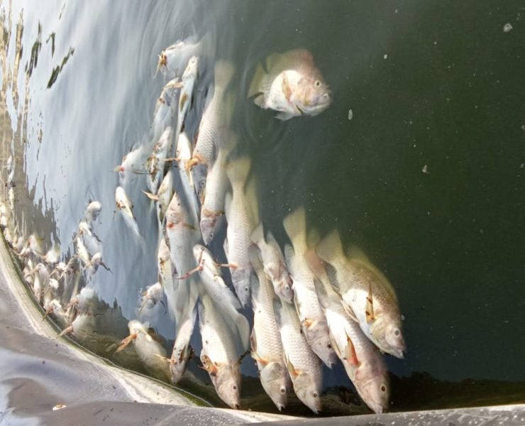Mueren mojarras en vivero de cooperativas pesqueras