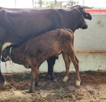 Escasos apoyos para el sector agropecuario