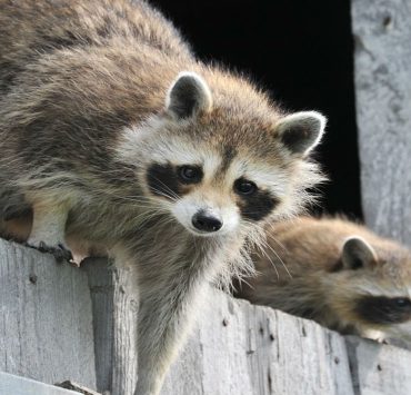 Mapaches invaden varias zonas de la Isla del Carmen