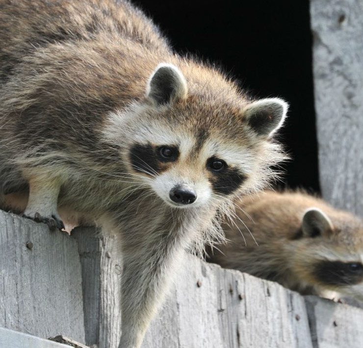 Mapaches invaden varias zonas de la Isla del Carmen