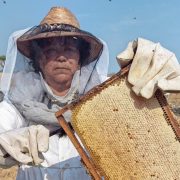 Crisis de apicultura en Sabancuy por mortandad de mangles