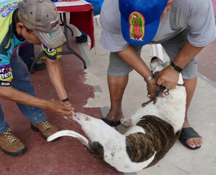 Más de mil vacunas antirrábicas ha aplicado Bienestar Animal