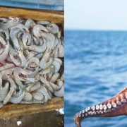 Importante pesca de camarón y pulpo en Campeche