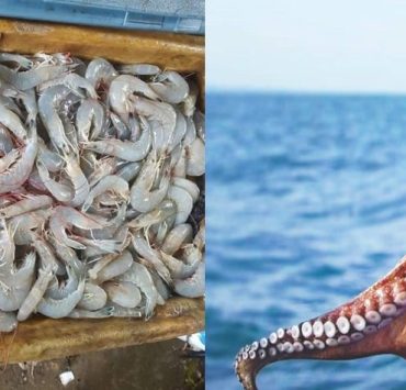 Importante pesca de camarón y pulpo en Campeche