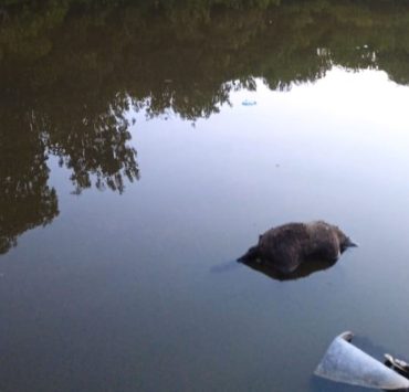 Mapaches muertos en arroyo