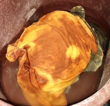 Tortuga Lora herida fue enviada al Centro Veterinario Especializado de Xcaret