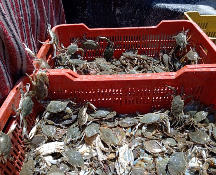 Baja producción de jaiba hasta en un 30%