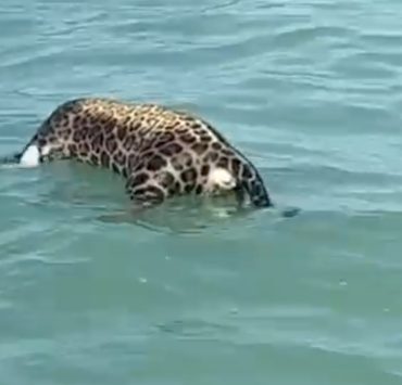 Encuentran un jaguar sin vida en la Laguna de Términos