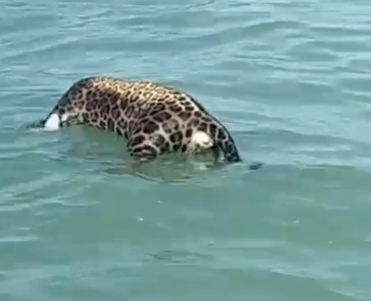 Encuentran un jaguar sin vida en la Laguna de Términos