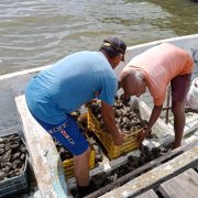 Detectan a ostioneros piratas