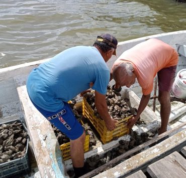 Detectan a ostioneros piratas