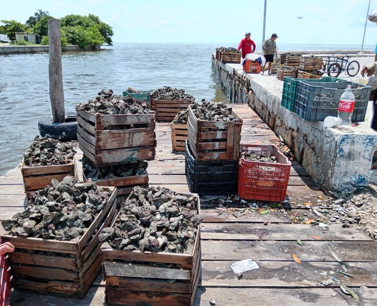 Dificulta marea alta la cosecha de ostiones