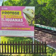 Mejoran espacio en Santuario de Iguanas
