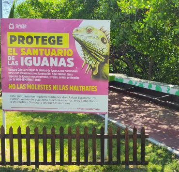 Mejoran espacio en Santuario de Iguanas