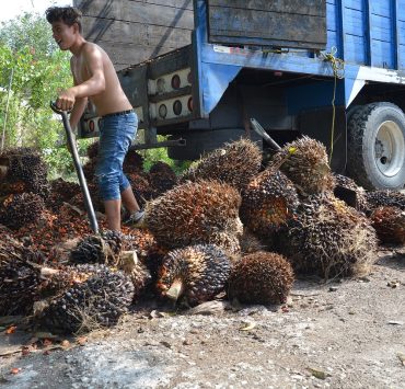 Aguacatal con un potencial económico