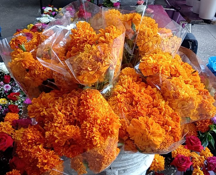 Se eleva costo de flores de cempasúchil