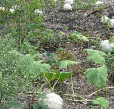 Coyotes de Puebla controlan el precio de la semilla de la chihua