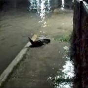 Sale cocodrilo del malecón de la Caleta