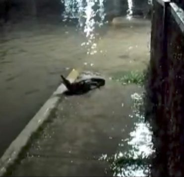 Sale cocodrilo del malecón de la Caleta