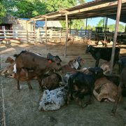 Crece robo de becerros en el ejido Aguacatal