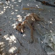 Autoridades no aplican la ley contra maltratadores de animales