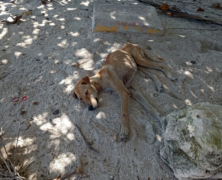Autoridades no aplican la ley contra maltratadores de animales