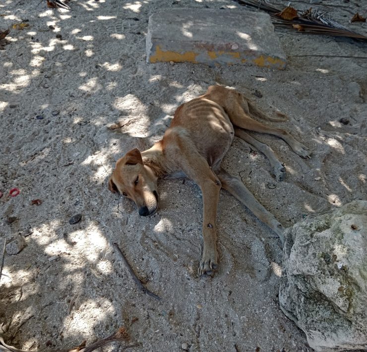 Autoridades no aplican la ley contra maltratadores de animales