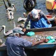 Sector pesquero ribereño pierde más de 600 mil pesos por el mal tiempo