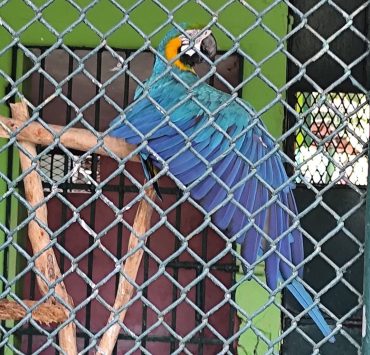 En Ciudad del Carmen prevalece el comercio de animales exóticos