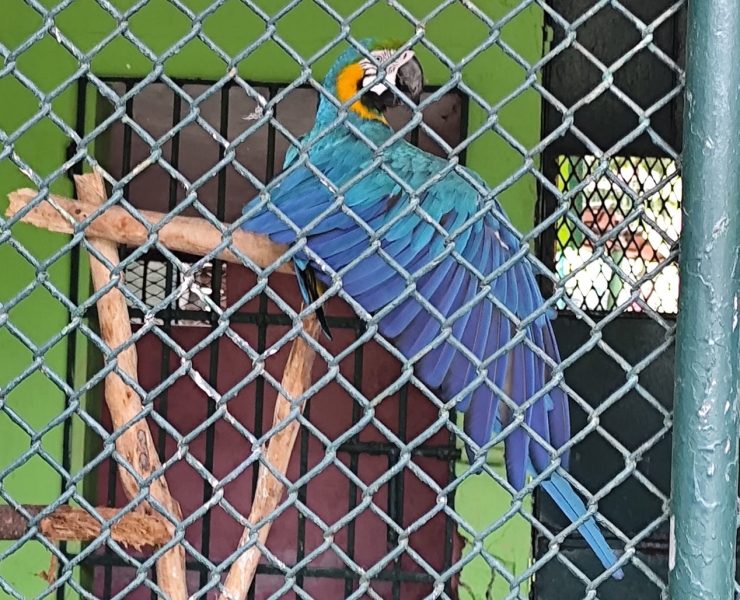 En Ciudad del Carmen prevalece el comercio de animales exóticos