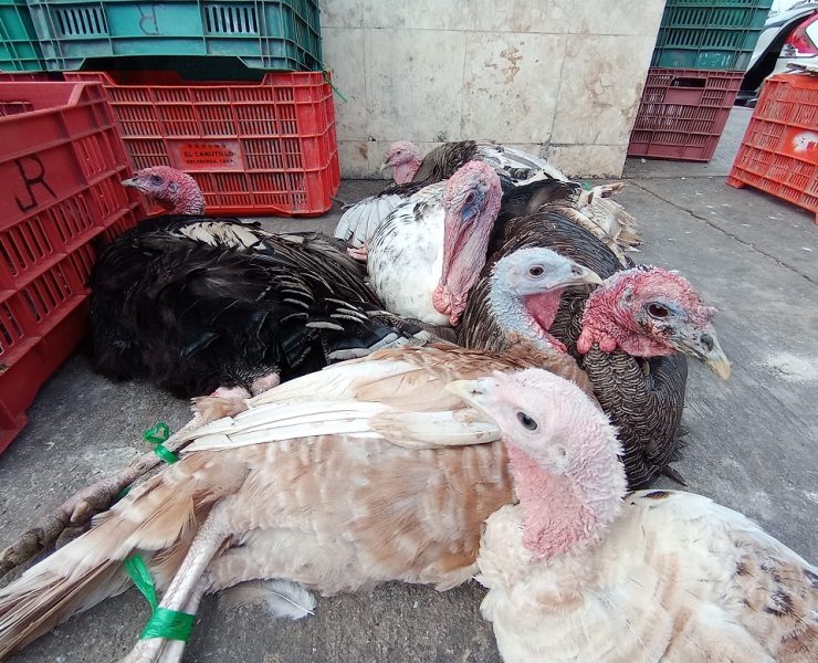 Economía en los hogares afecta a comerciantes de pavos indios