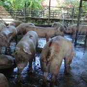 Delincuentes roban tres cerdos en el Rastro de Ciudad del Carmen