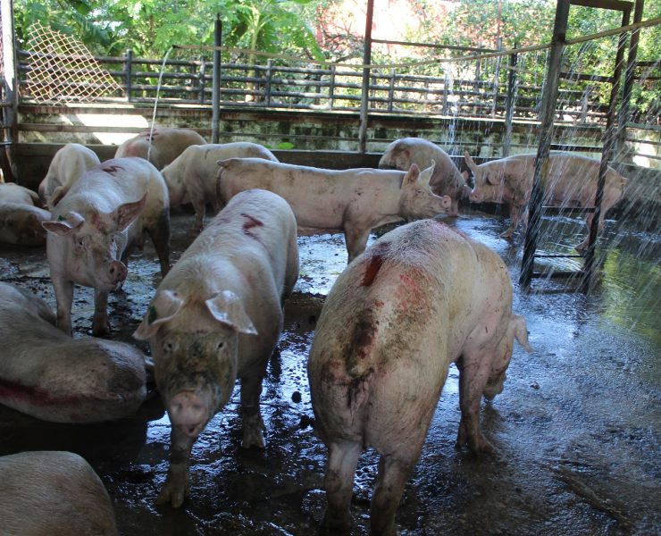 Delincuentes roban tres cerdos en el Rastro de Ciudad del Carmen