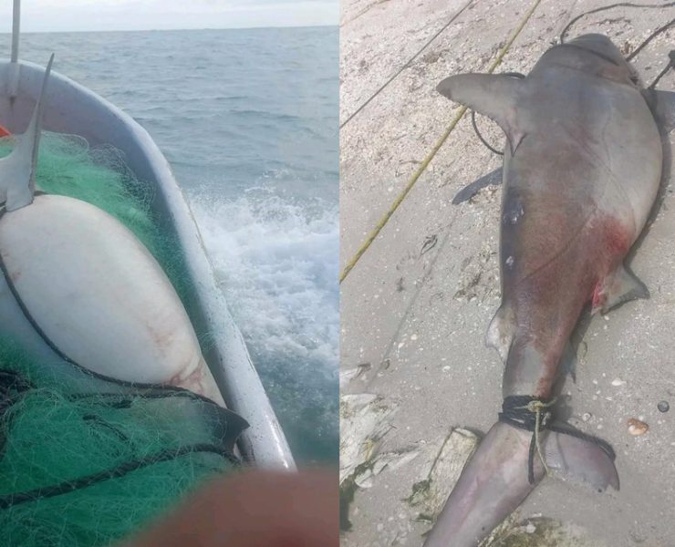 Captura pescador de Isla Aguada un tiburón hembra