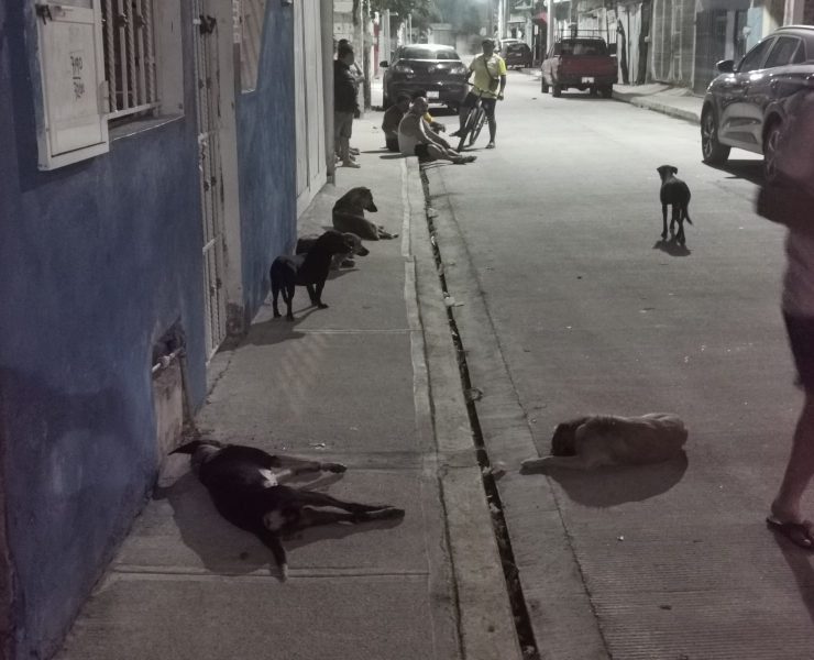 Microchip en mascotas para prevenir el maltrato animal