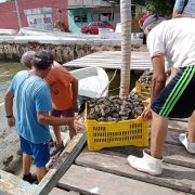 Mal tiempo afecta a ostioneros
