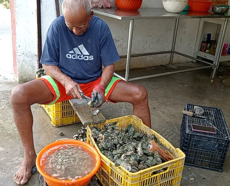 Contrarrestarán venta ilegal de ostiones