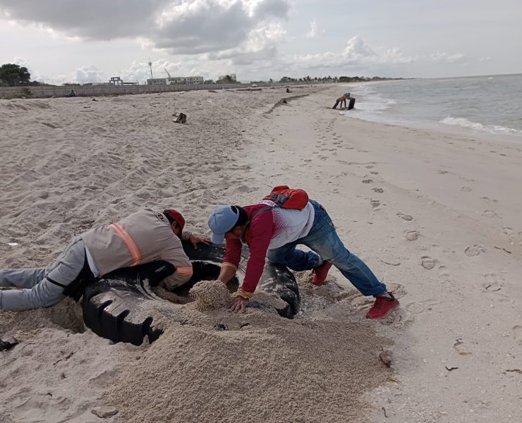 Limpian playa de la colonia Tierra y Libertad