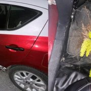 Sorprenden a taxista robando planta de ornato